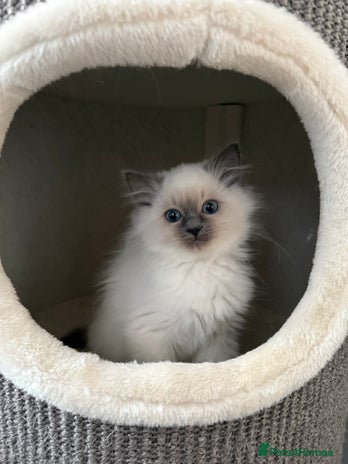 Ragdoll cats - Advert 3