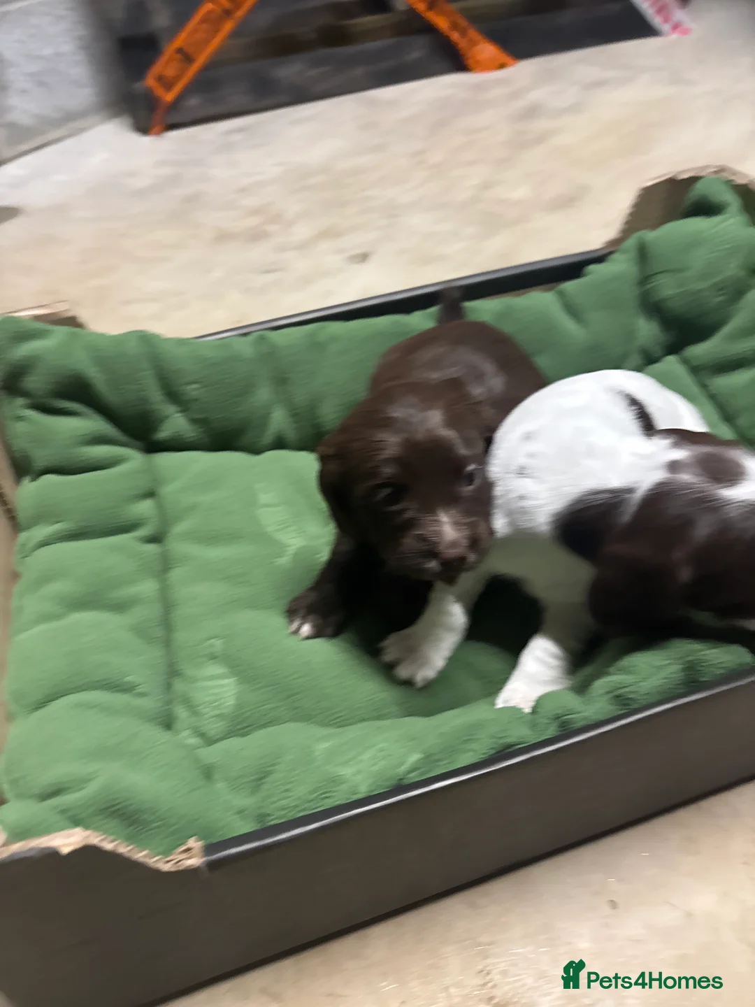 Springador dogs for sale: Sprockerdor puppies for sale - Advert 15