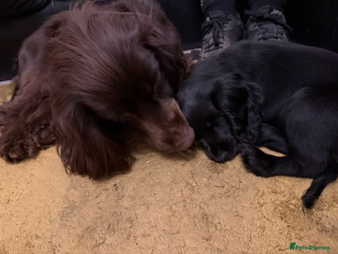 Cocker Spaniel dogs for sale: Show cocker spaniel 10 weeks old - Advert 6