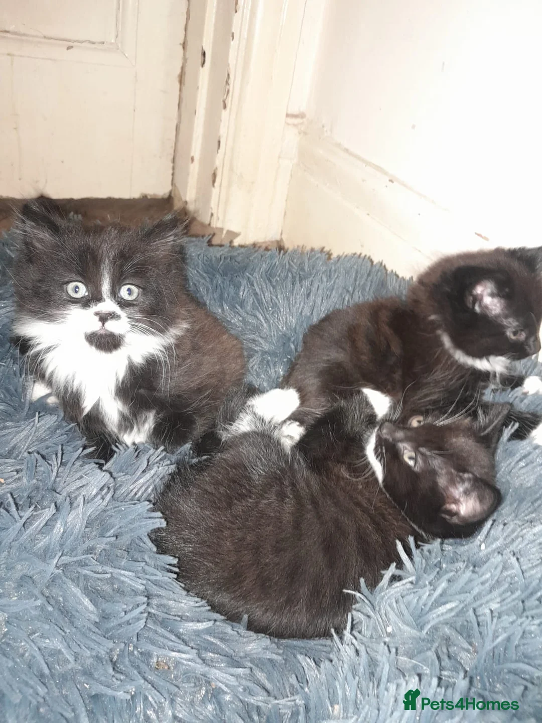 Mixed Breed cats for sale: Black and white kittens - Advert 2