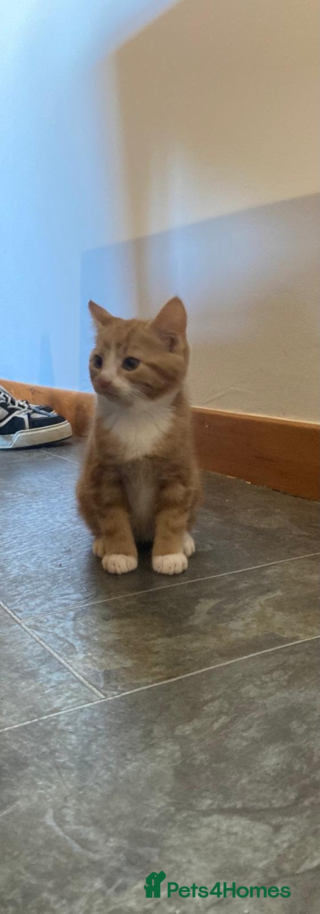 Mixed Breed cats for sale: KITTENS for Sale - Boys and Girls - Advert 12