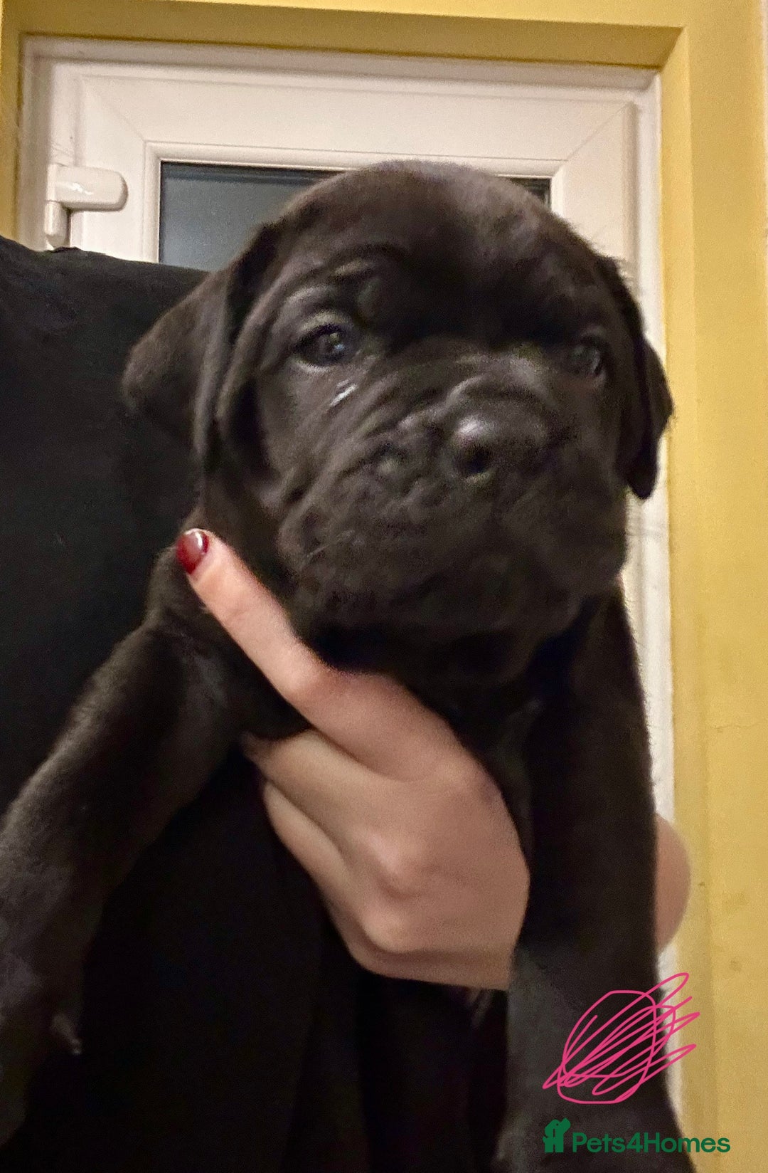 Cane Corso dogs for sale: Beautiful Cane Corso Puppies  - Advert 10