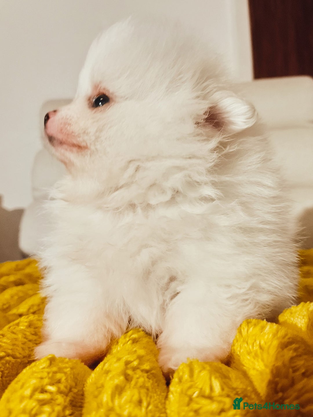 Pomeranian dogs for sale: 1 girl left - white/cream KC Pomeranian puppies  - Advert 25
