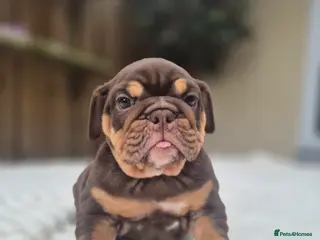 English Bulldog dogs READY TO LEAVE! KC ENGLISH BULLDOG PUPS - Advert 2