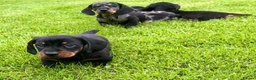 Dachshund dogs for sale: Gorgeous miniature dachshund puppies  - Advert 9