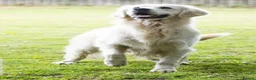 Golden Retriever dogs for sale: Newmiller Retrievers Autumn Litter Announcement - Advert 6
