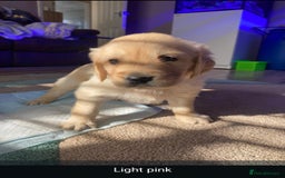 Golden Retriever dogs for sale: Gorgeous KC registered golden retriever puppys - Image 20