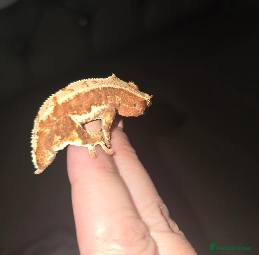Gecko reptiles for sale: Red base Lilly White- Crested gecko - Advert 4