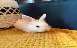 Lionhead rabbits for sale: Lionhead Babies for Sale  - Image 13