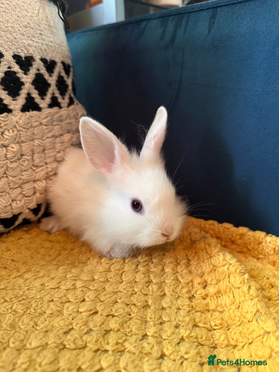 Lionhead rabbits for sale: Lionhead Babies for Sale  - Image 13