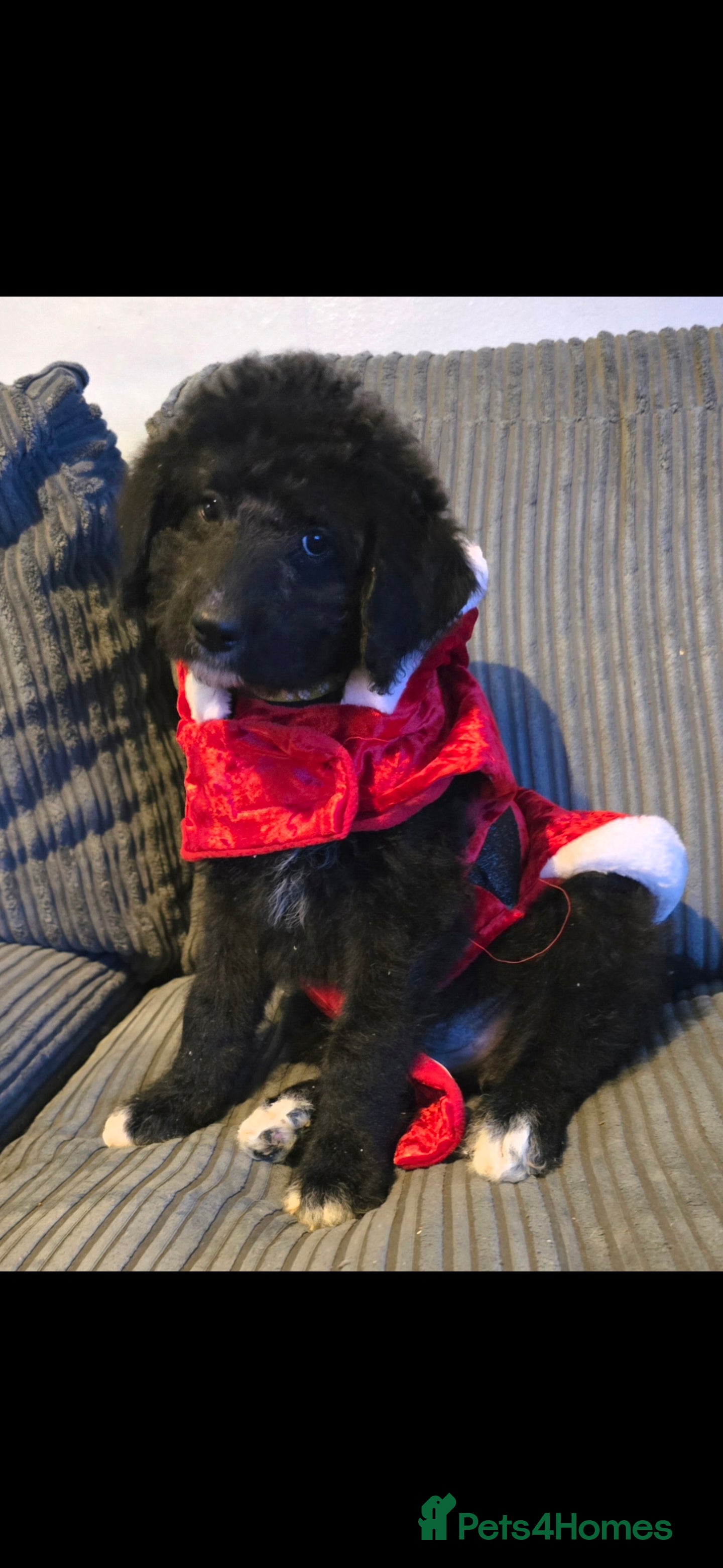 Mixed Breed dogs Standard poodle x - Advert 7