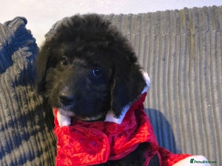 Mixed Breed dogs Standard poodle x - Advert 11