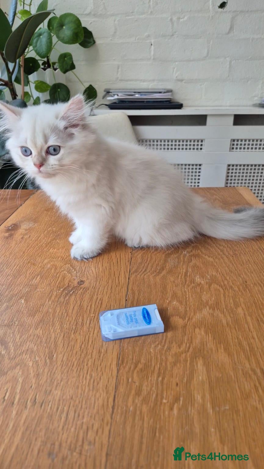 British Longhair cats BLH & BSH sisters  - Advert 4