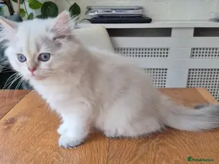 British Longhair cats BLH & BSH sisters - Advert 4