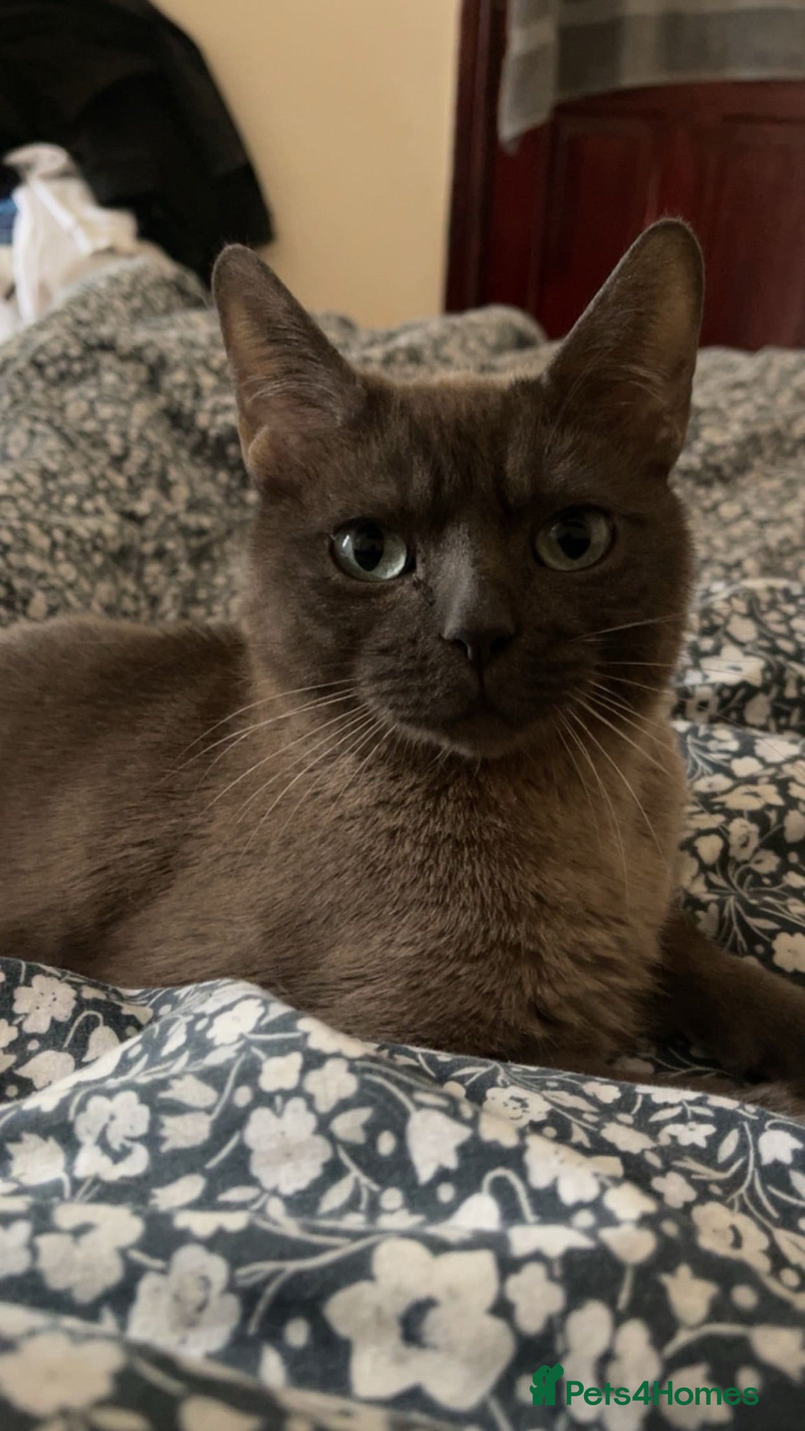 Mixed Breed cats FREE - Needs to be rehomed ASAP - Advert 1