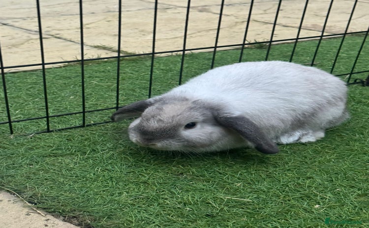 Mini Lop rabbits - Advert 13