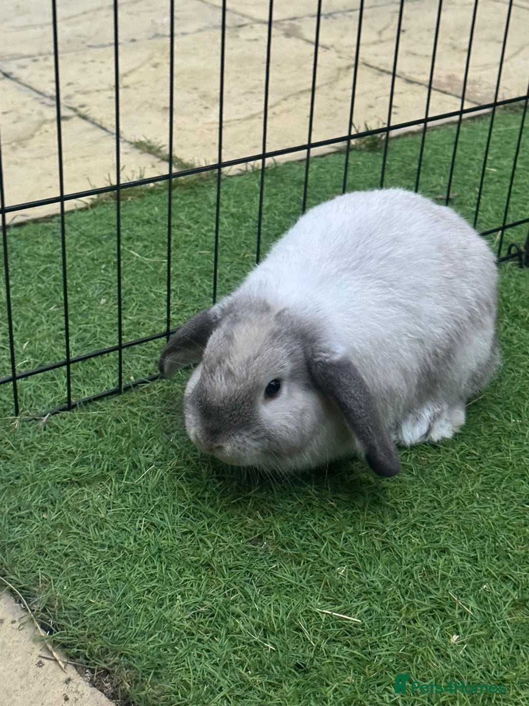 Mini Lop rabbits for sale: Mini lop 1 available  - Image 1