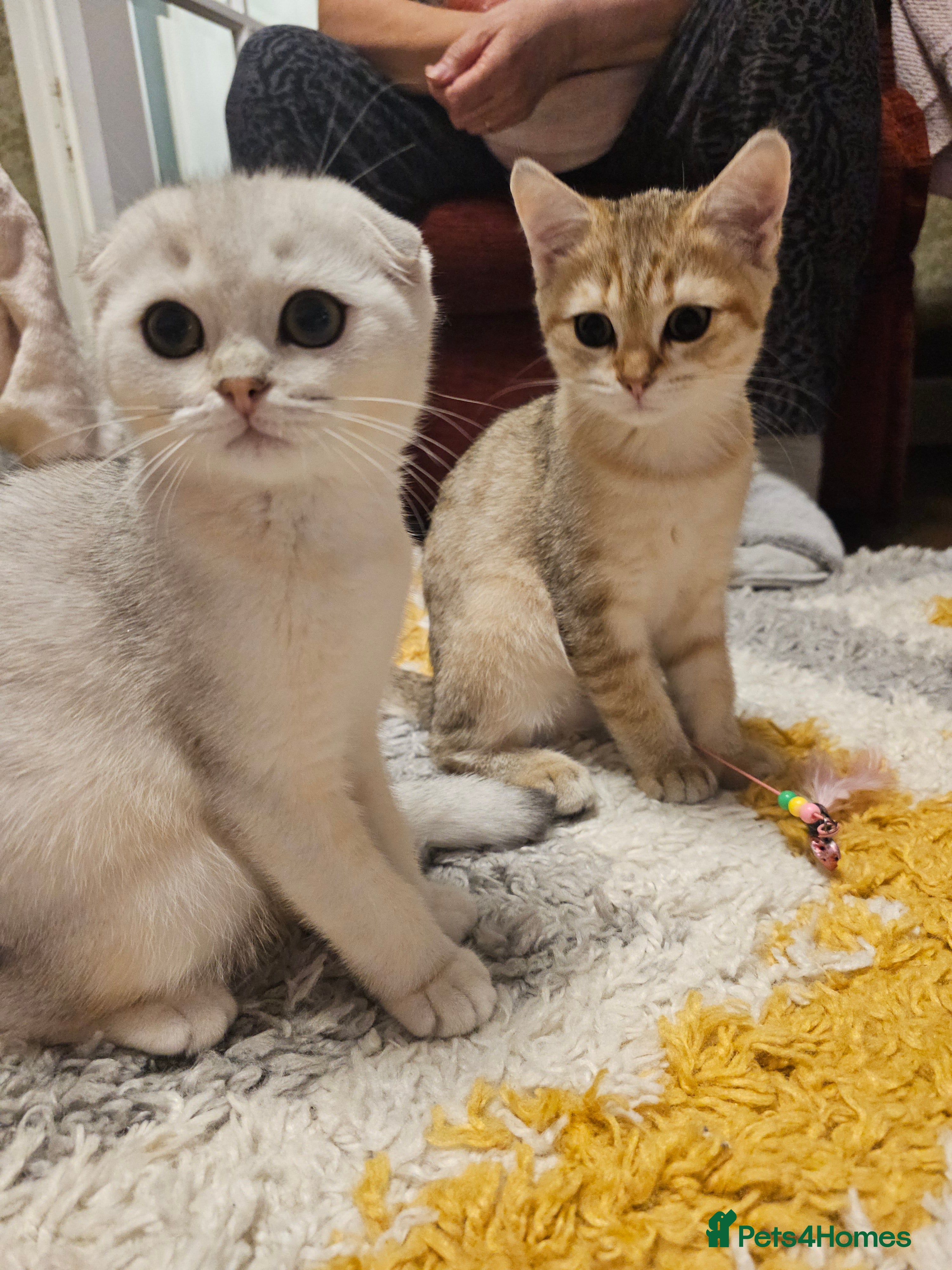 Scottish Fold cats 😸 Scottish Fold pedigree kittens😸 - Advert 1