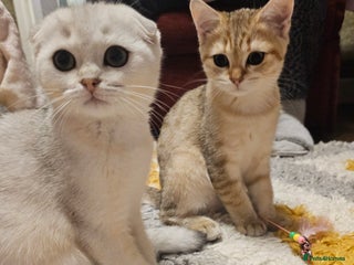Scottish Fold cats 😸 Scottish Fold pedigree kittens😸 - Advert 1