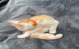Maine Coon cats for sale: Maine Coon Cross Kittens 3 Girls , 2 Boys - Image 8
