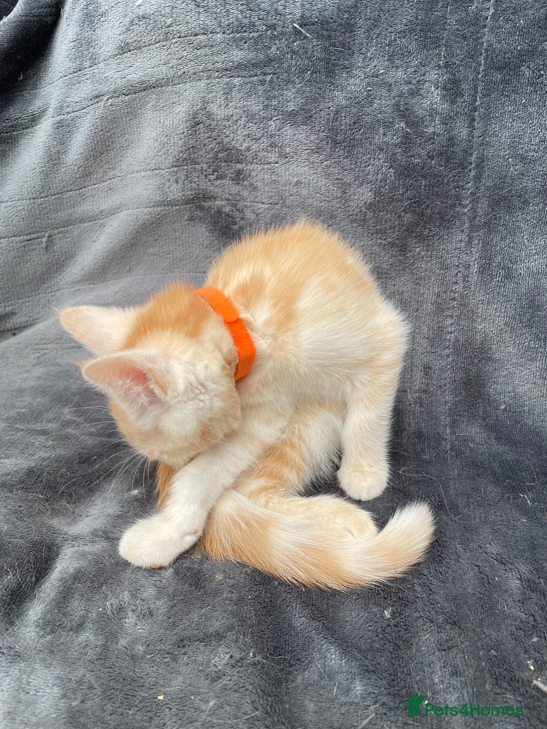 Maine Coon cats for sale: Maine Coon Cross Kittens 3 Girls , 2 Boys - Image 8