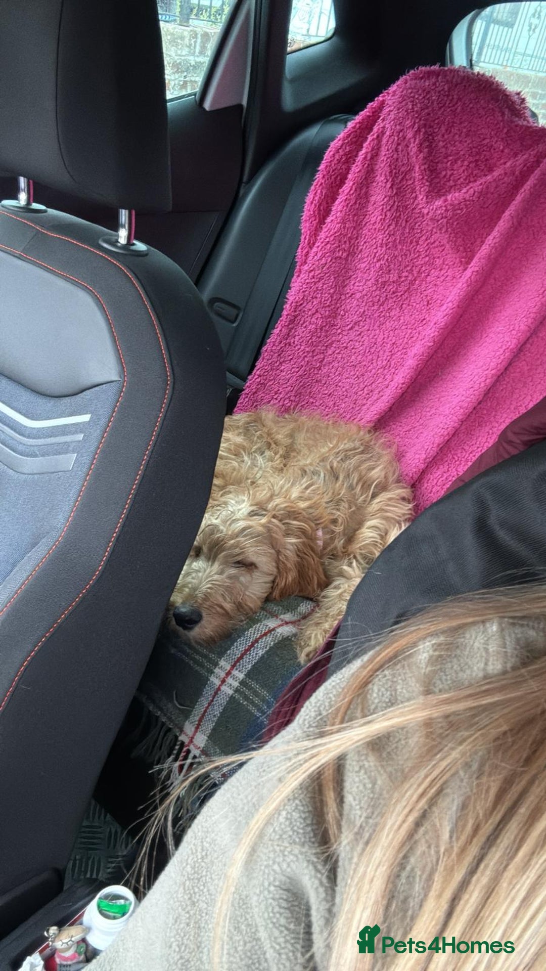 Irish Doodle dogs for sale: Red setter x poodle  - Image 2