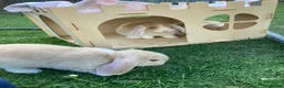 Mini Lop rabbits for sale: Adorable mini lops - Advert 2