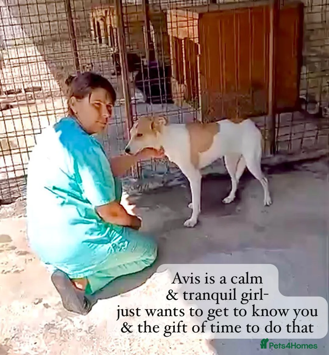 Mixed Breed dogs for adoption: Avis- 20 months - Available Devon area 🇬🇧🇬🇧 - Advert 20