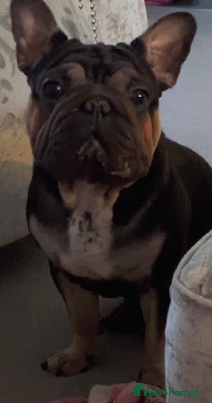 French Bulldog dogs Black and tan French bulldog  - Advert 1