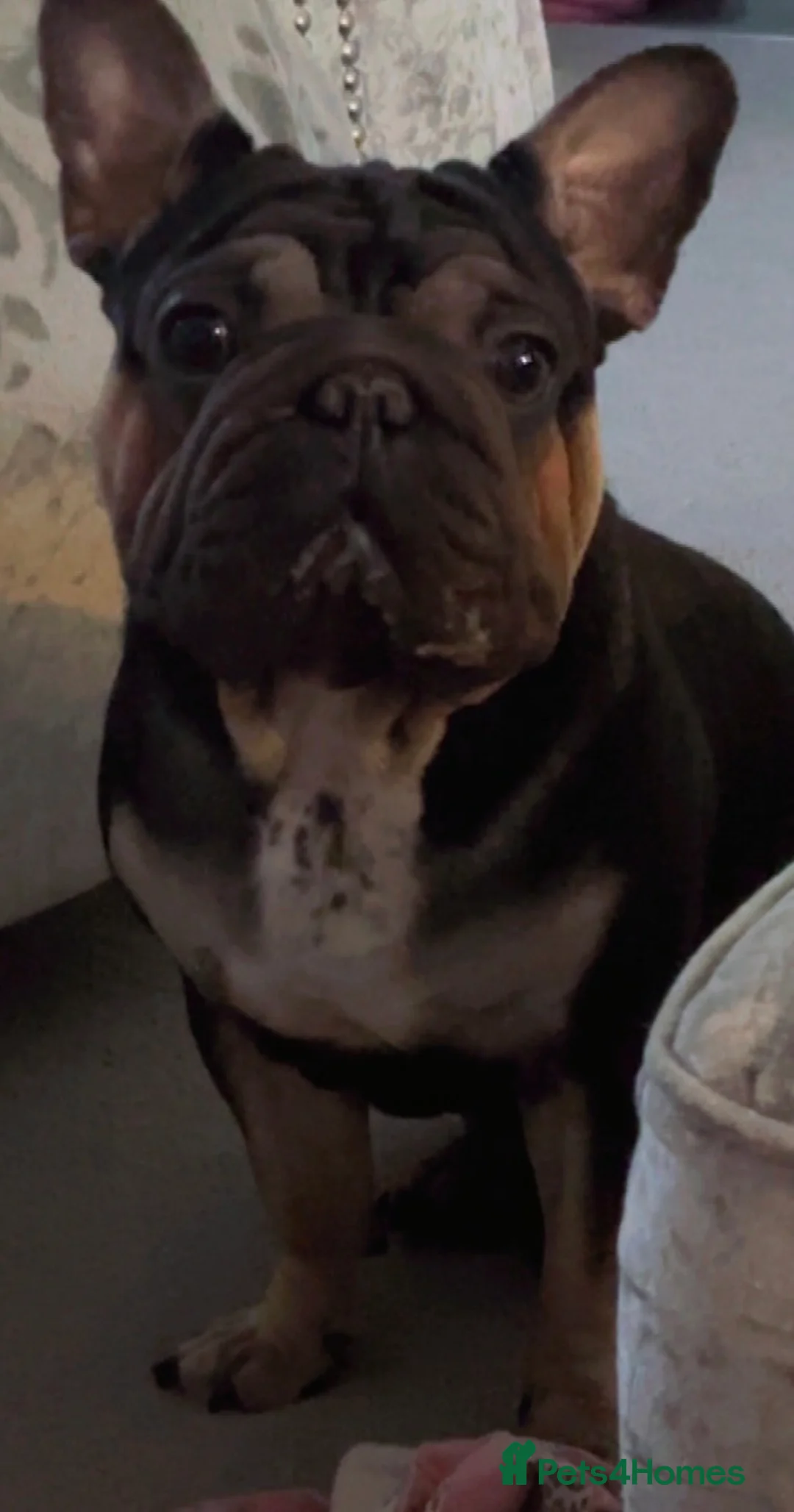 French Bulldog dogs for stud: Black and tan French bulldog  - Advert 1