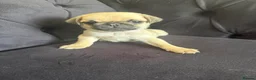 Pug dogs for sale: Pug Puppies - Advert 29