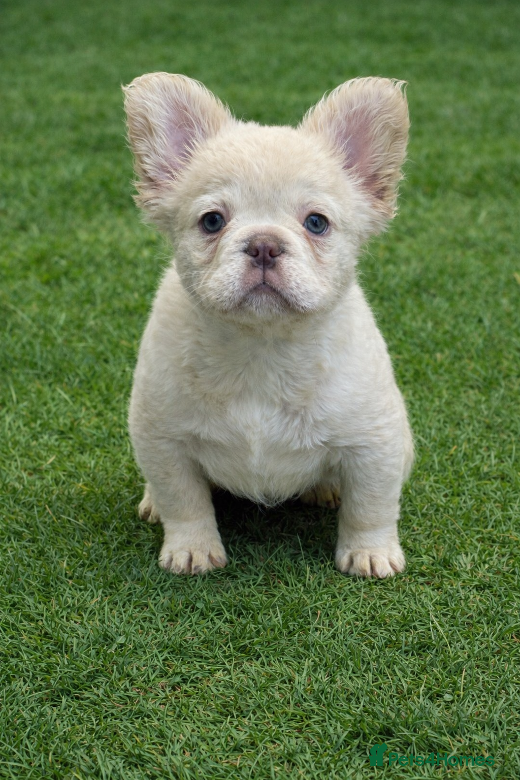 French Bulldog dogs REDUCED LAST FEMALE LEFT - Advert 17