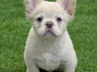 French Bulldog dogs LAST FEMALE LEFT - Advert 16