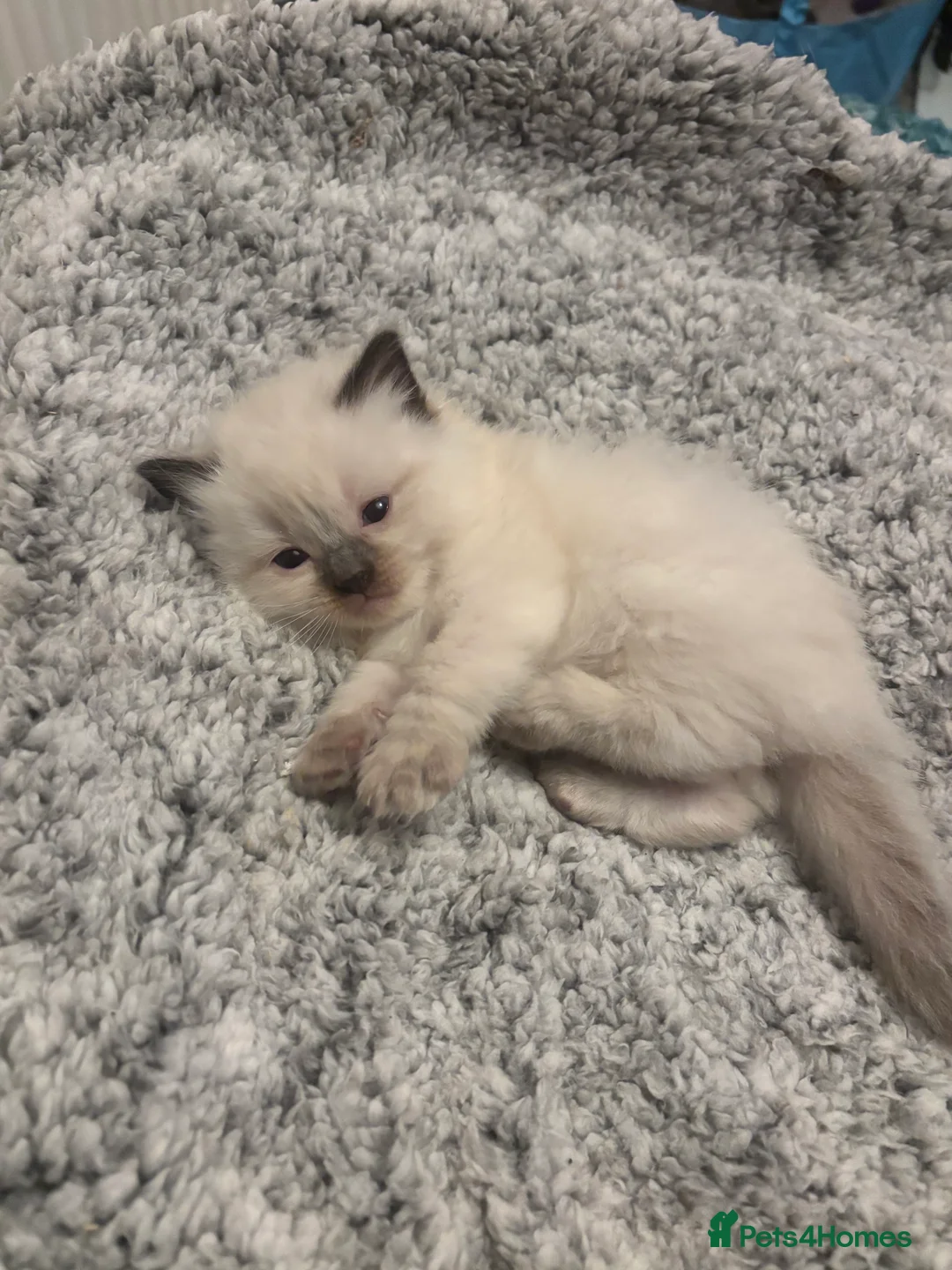 Ragdoll cats for sale: Beautiful ragdoll kittens  - Advert 6