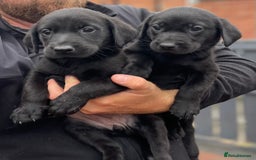 Labrador Retriever dogs for sale: Working Labrador Puppies - Image 11