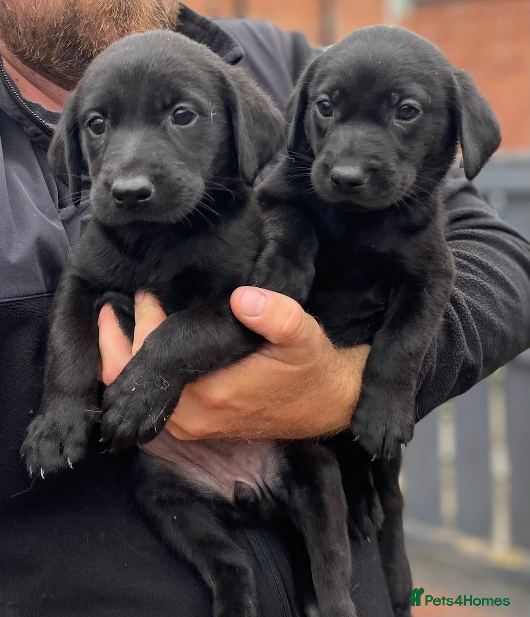 Labrador Retriever dogs for sale: Working Labrador Puppies - Image 11