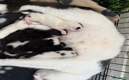 Domestic Shorthair cats for sale: Domestic Shorthair Kittens  - Image 3