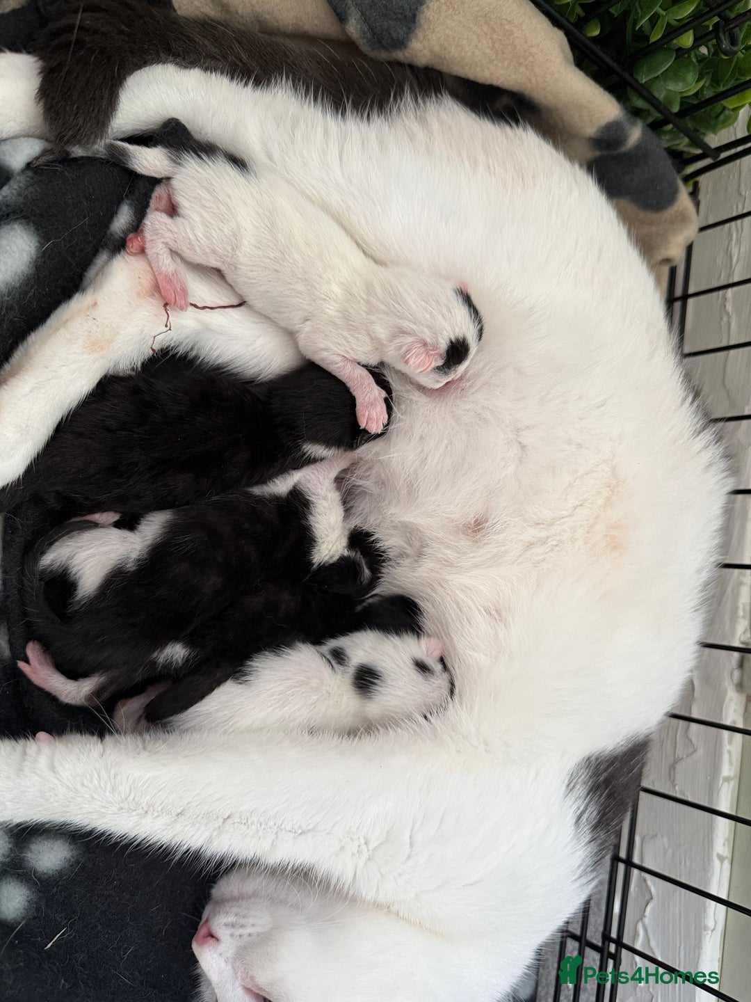 Domestic Shorthair cats for sale: Domestic Shorthair Kittens  - Image 3
