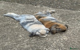 Mini Lop rabbits for sale: 2x male mini lop bonded Brothers for sale  - Image 1