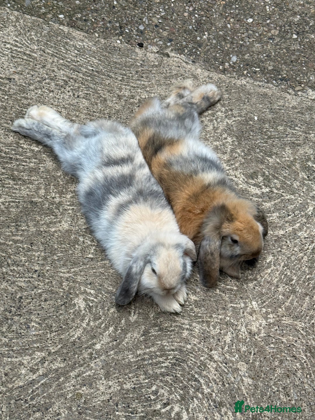 Mini Lop rabbits for sale: 2x male mini lop bonded Brothers for sale  - Image 1