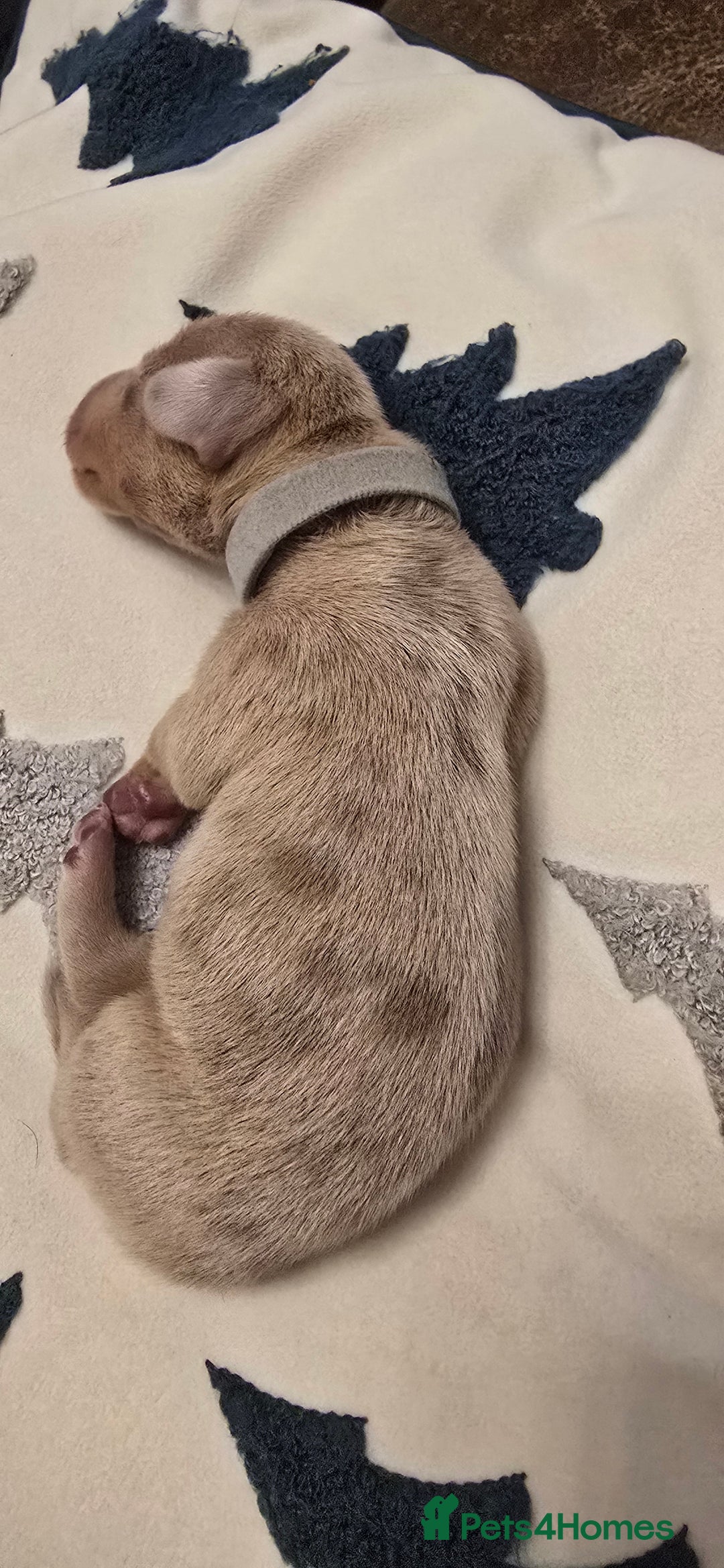 Miniature Dachshund dogs for sale: KC registered miniature Dachshund 🐶  - Advert 27