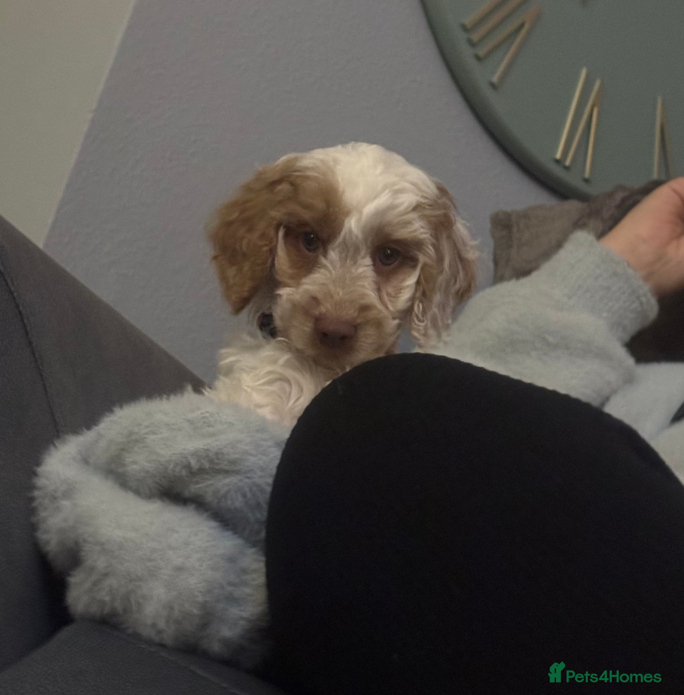 Cockapoo dogs Beautiful F1 Cockapoos ready now - Advert 2