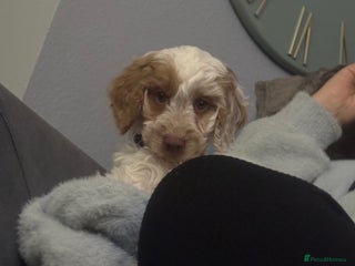 Cockapoo dogs Beautiful F1 Cockapoos ready now - Advert 3