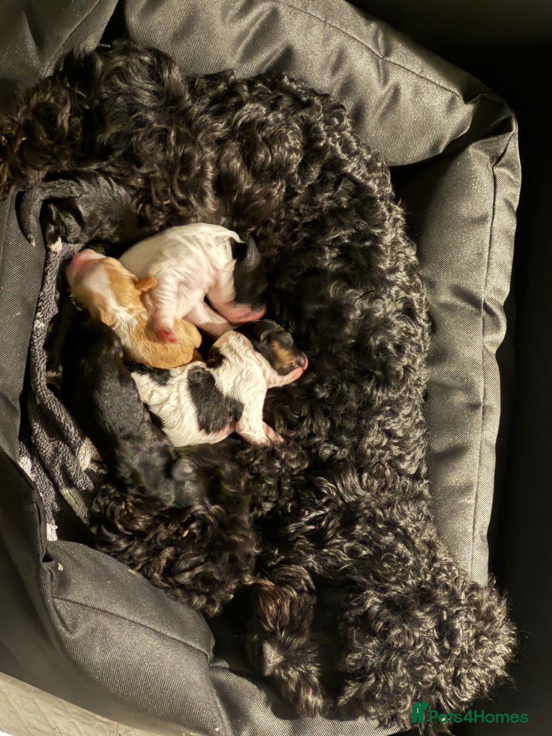 Mixed Breed dogs for sale: Cockapoo X Puppy - 7 Months (Female) in Aylesbury - Image 4