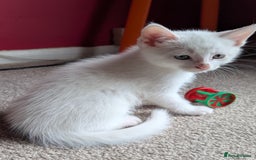 Mixed Breed cats for sale: Beautiful Kittens - Image 7