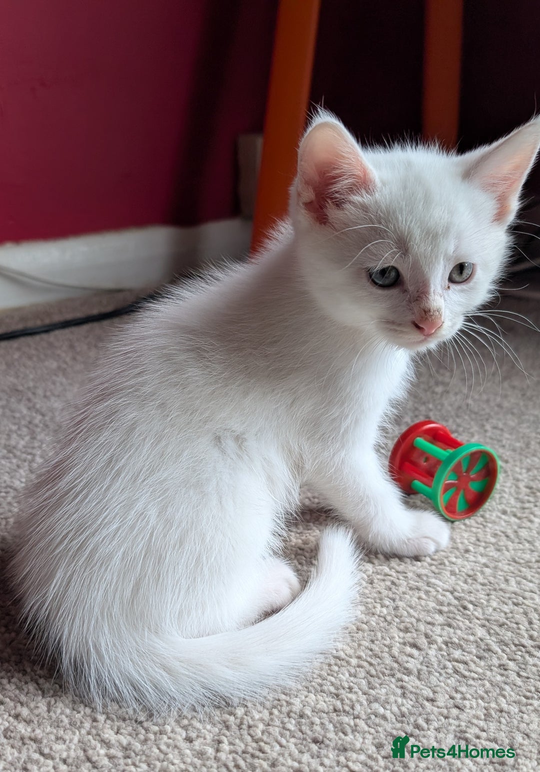 Mixed Breed cats for sale: Beautiful Kittens - Image 7