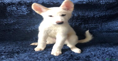 Japanese Akita Inu dogs - Advert 1