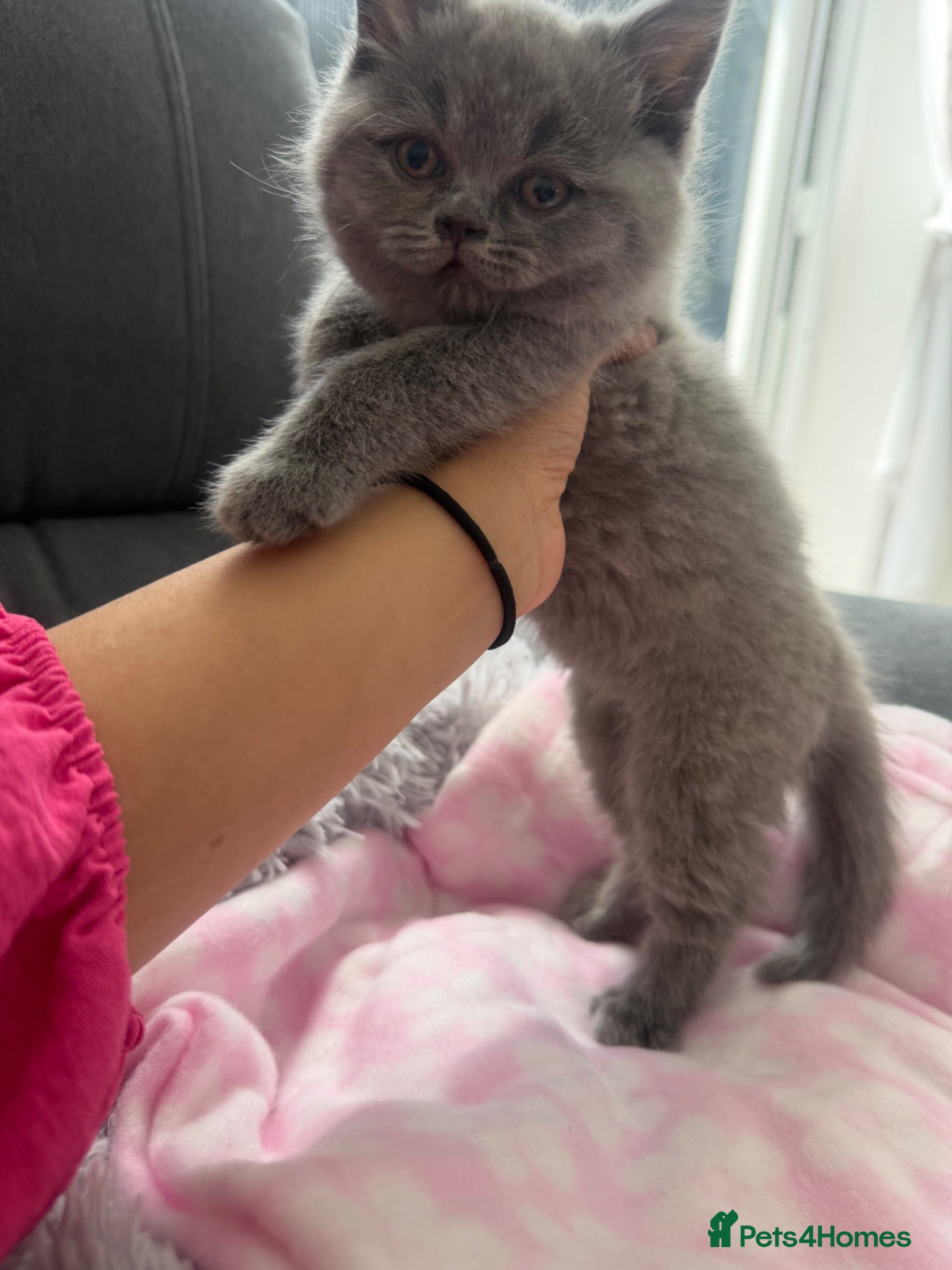 British Shorthair cats Last female bsh kitten considering offers  - Advert 4