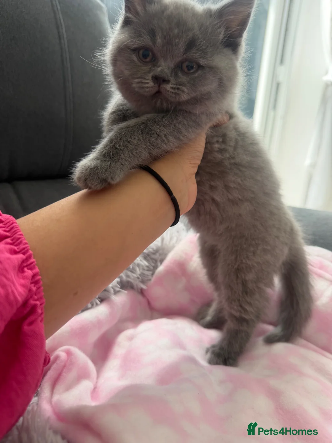 British Shorthair cats for sale: Last female bsh kitten considering offers  - Advert 1