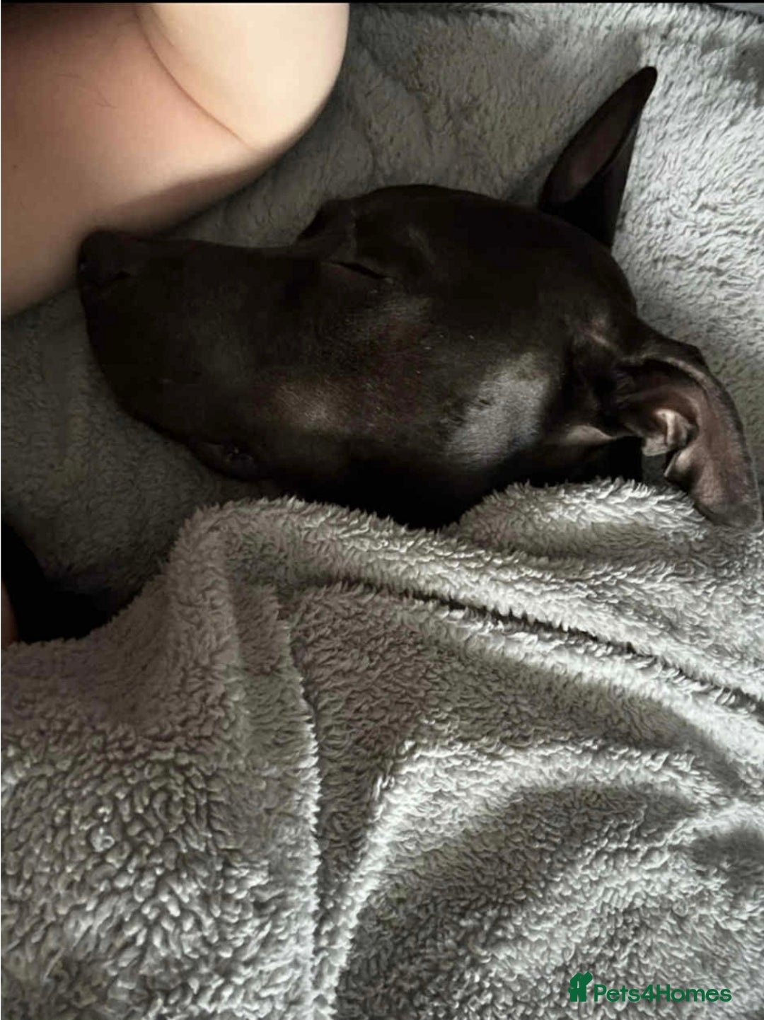 Mixed Breed dogs for sale: Greyhound cross - Image 3
